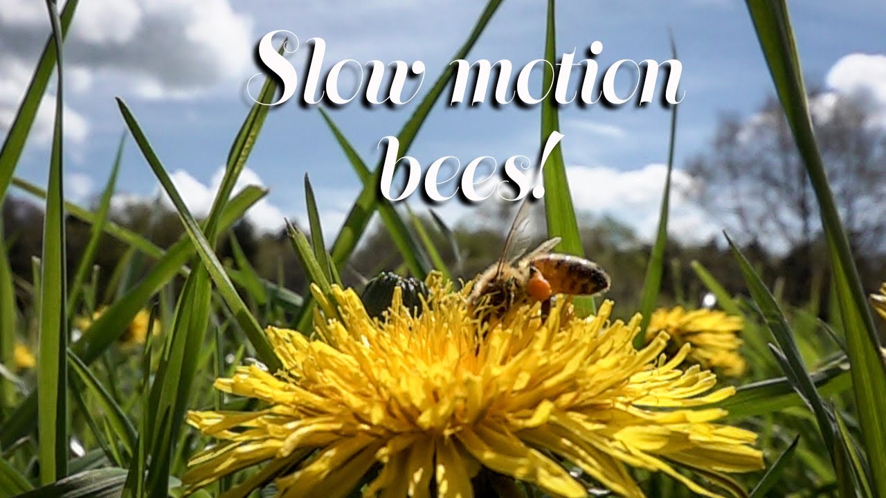 Bees flying In Slowmotion on dandelions and at hives, pollination up close & Bumble Bee flight.