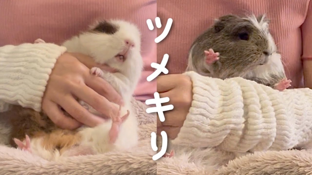 モルモットの爪切り〜噛み付き対策大勝利〜 6.2022  Guinea pigs Nail clippers