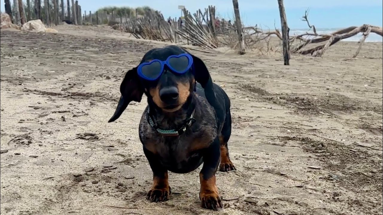 ОЧЕНЬ ЭПИЧЕСКИЙ ДЕНЬ С МИНИ-ТАКСОЙ!