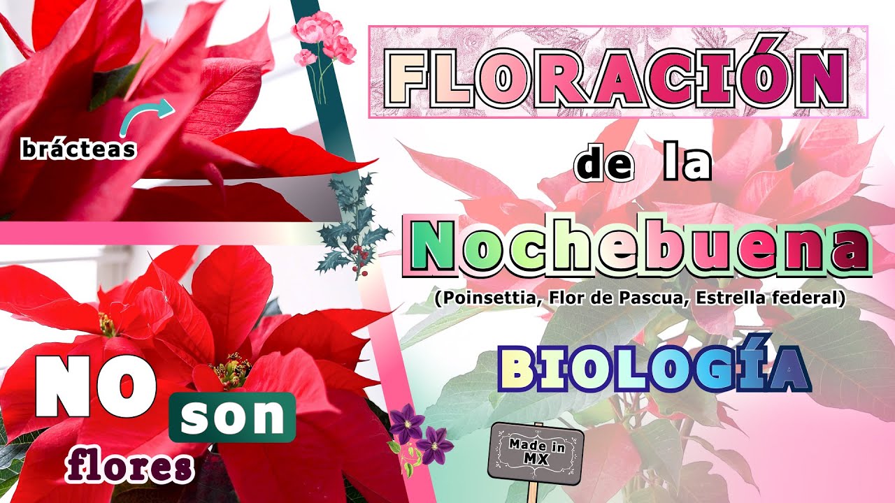 Las VERDADERAS FLORES de la NOCHEBUENA 🌺| BRÁCTEAS y Biología | #nochebuena #poinsettia #flores