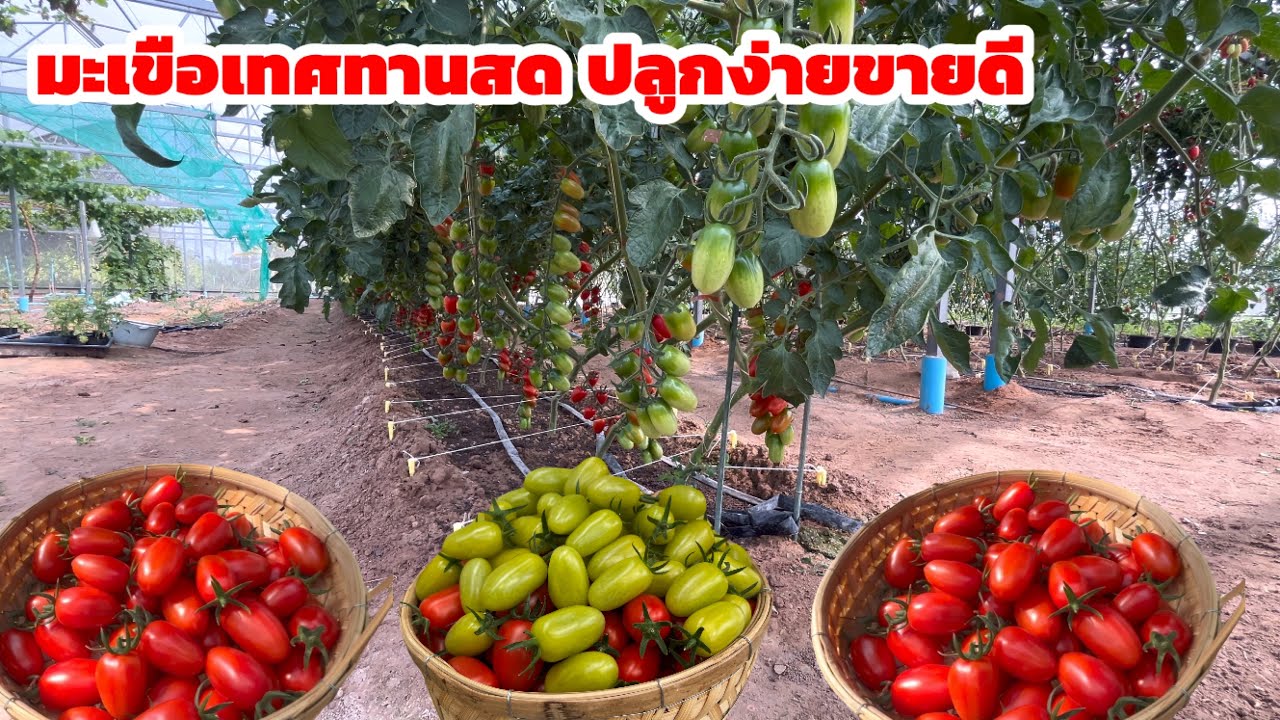 วิธีการปลูกมะเขือเทศทานสดขาย มีรายได้ต่อเนื่อง ที่สวนฮักเกษตร มหาสารคาม 094-9356426