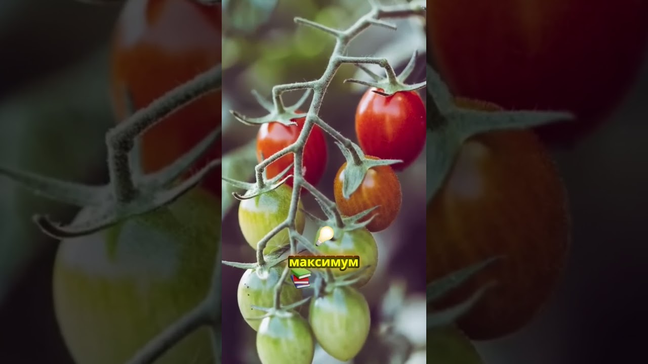 Что скрывают красные плоды? 🍅 Узнайте об удивительных преимуществах помидоров!