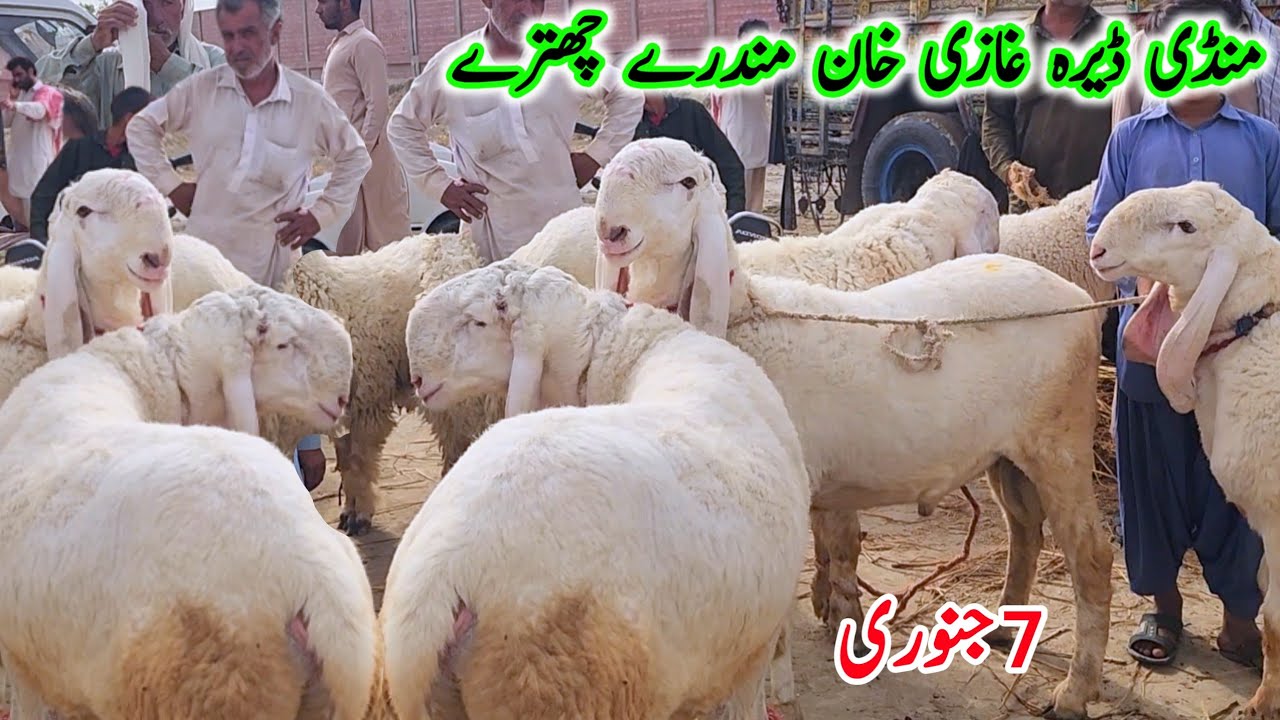 اج بدھ وار منڈی کے مناظر مندرے چھترے کجلہ بریڈ Related Videos Malik Imran Goat Farm  7 January 2026