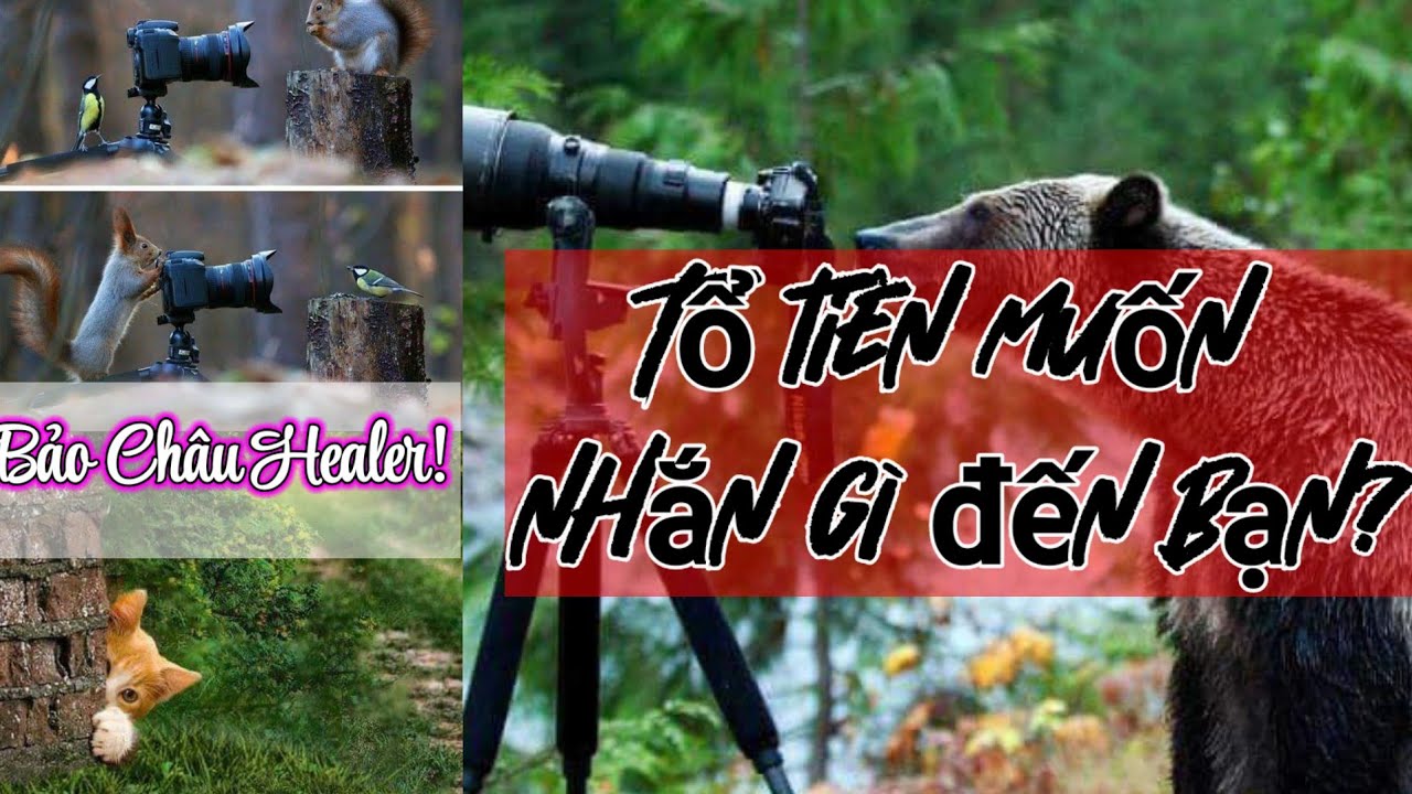TỔ TIÊN MUỐN NHẮN GÌ TỚI BẠN? #baochautarot #thongdieptarot