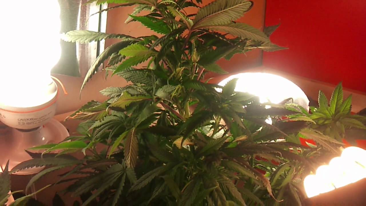 Cfl kush closet grow