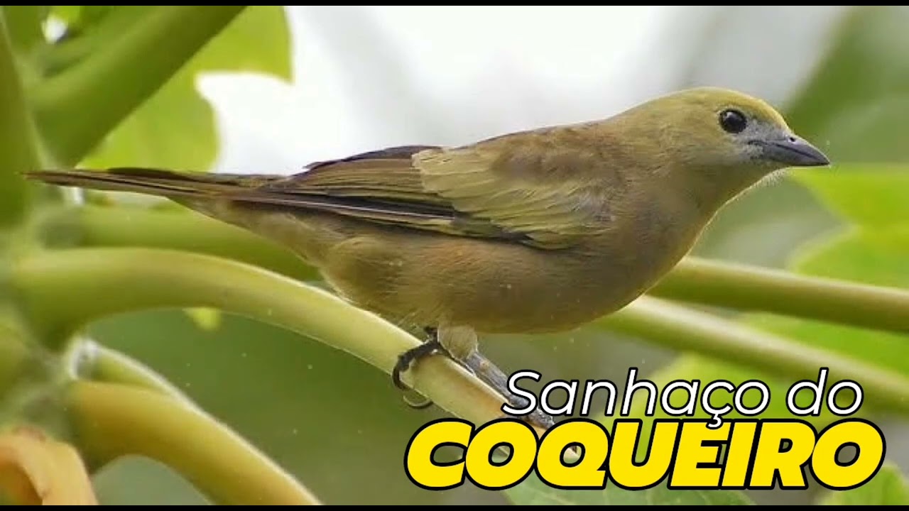 O MELHOR CANTO DO SANHAÇO DO COQUEIRO!