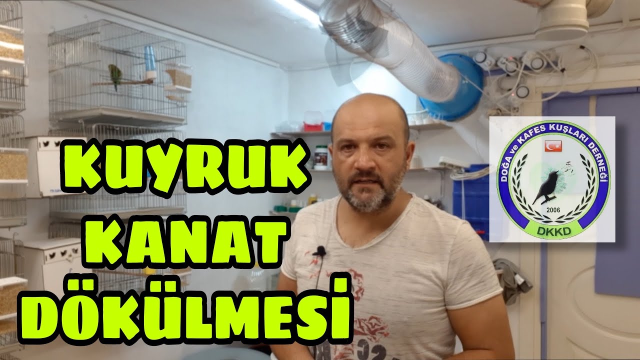 Muhabbet kuşu yavrularda kanat, kuyruk dökülmesi.