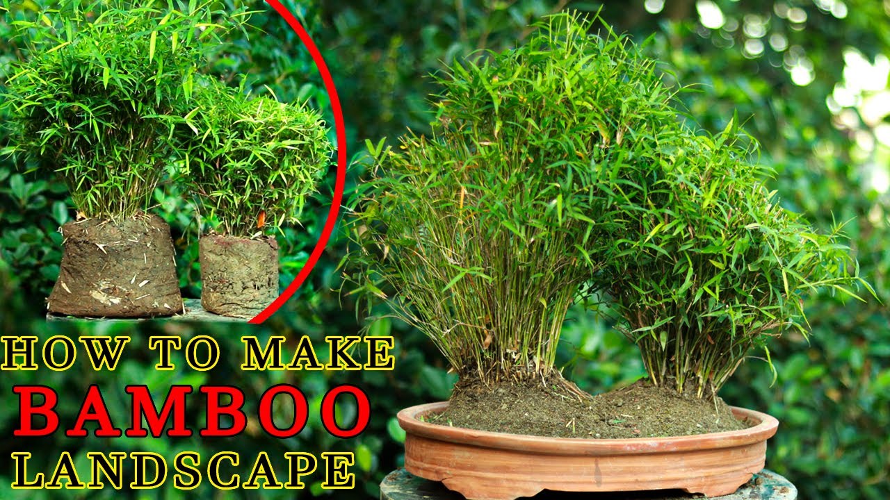 How to make Chaina bamboo landscape in Short Time | step by Step | Bonsai Artisan | KH AQIB JABED |