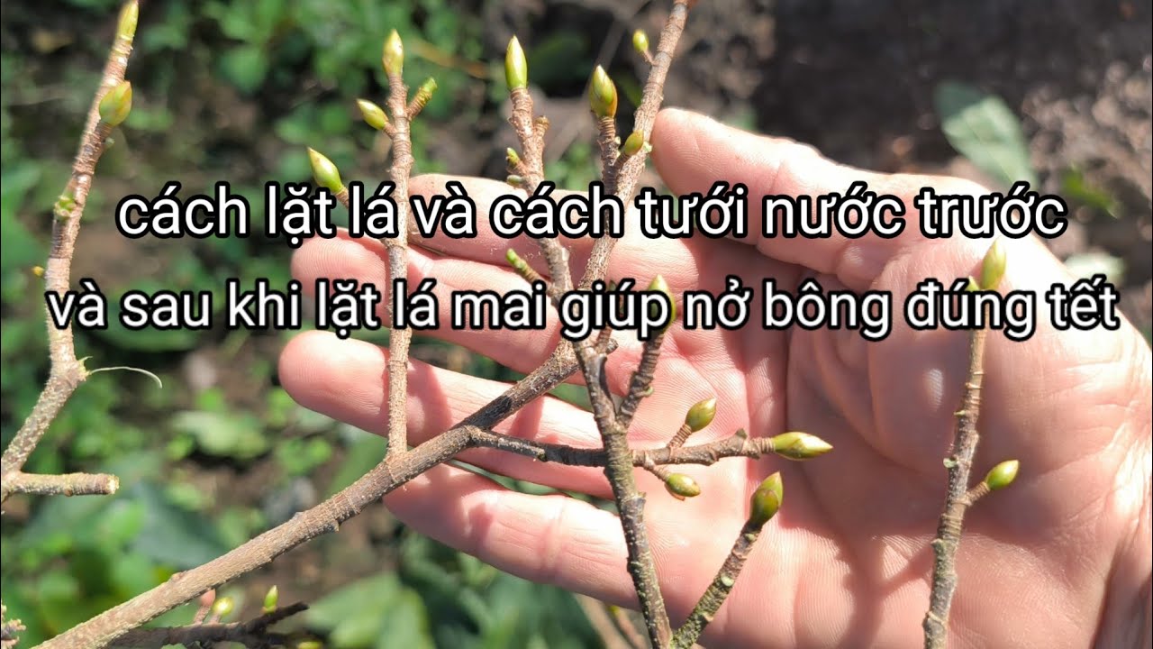 Cách lặt lá mai và cách tưới nước trước và sau khi lặt lá mai,giúp nở bông đúng tết.