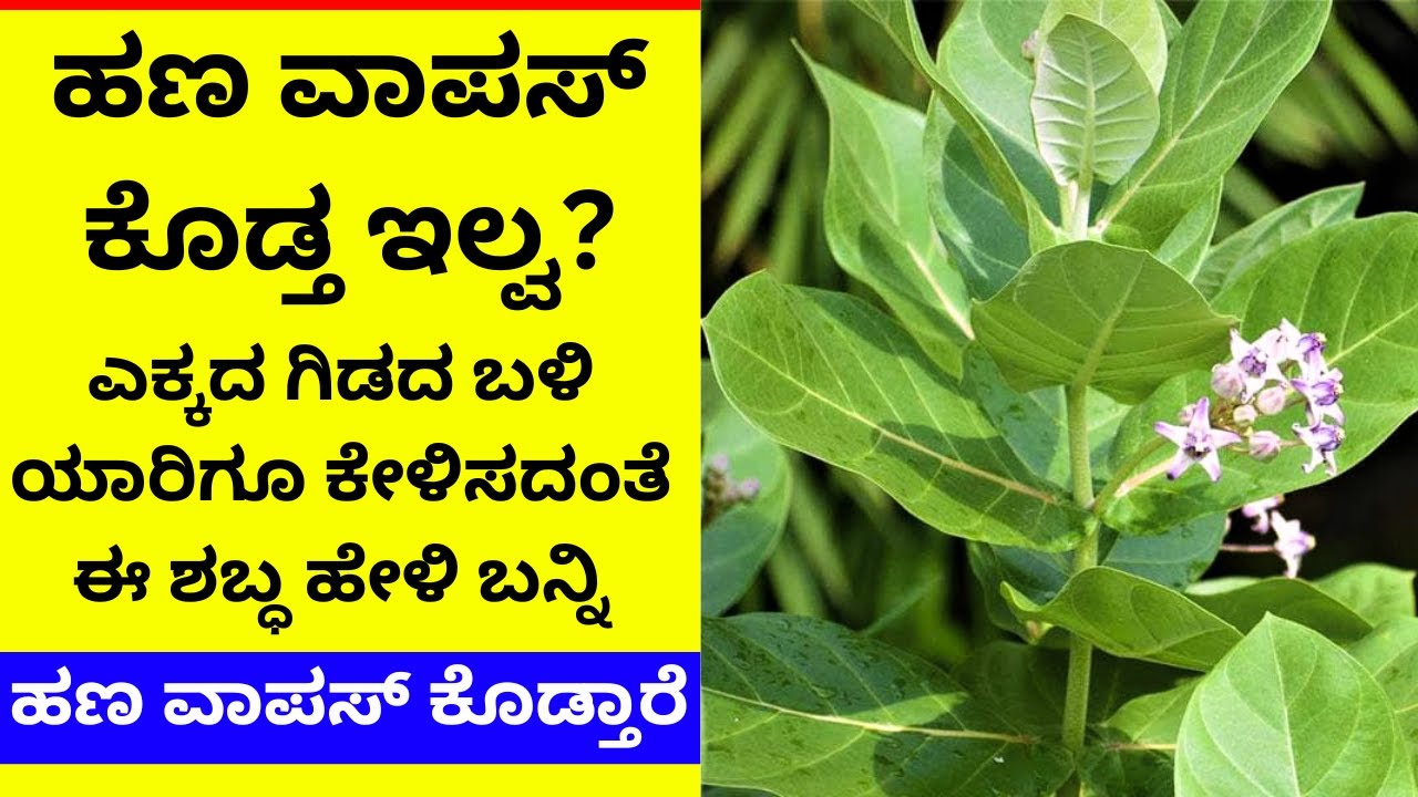 ಬಿಳಿ ಎಕ್ಕದ ಬಳಿ ಈ ಶಬ್ಧ ಹೇಳಿ ಕೊಟ್ಟ ಹಣ ವಾಪಸ್‌ ಬರುತ್ತೆ | ekkada gida remedy for money
