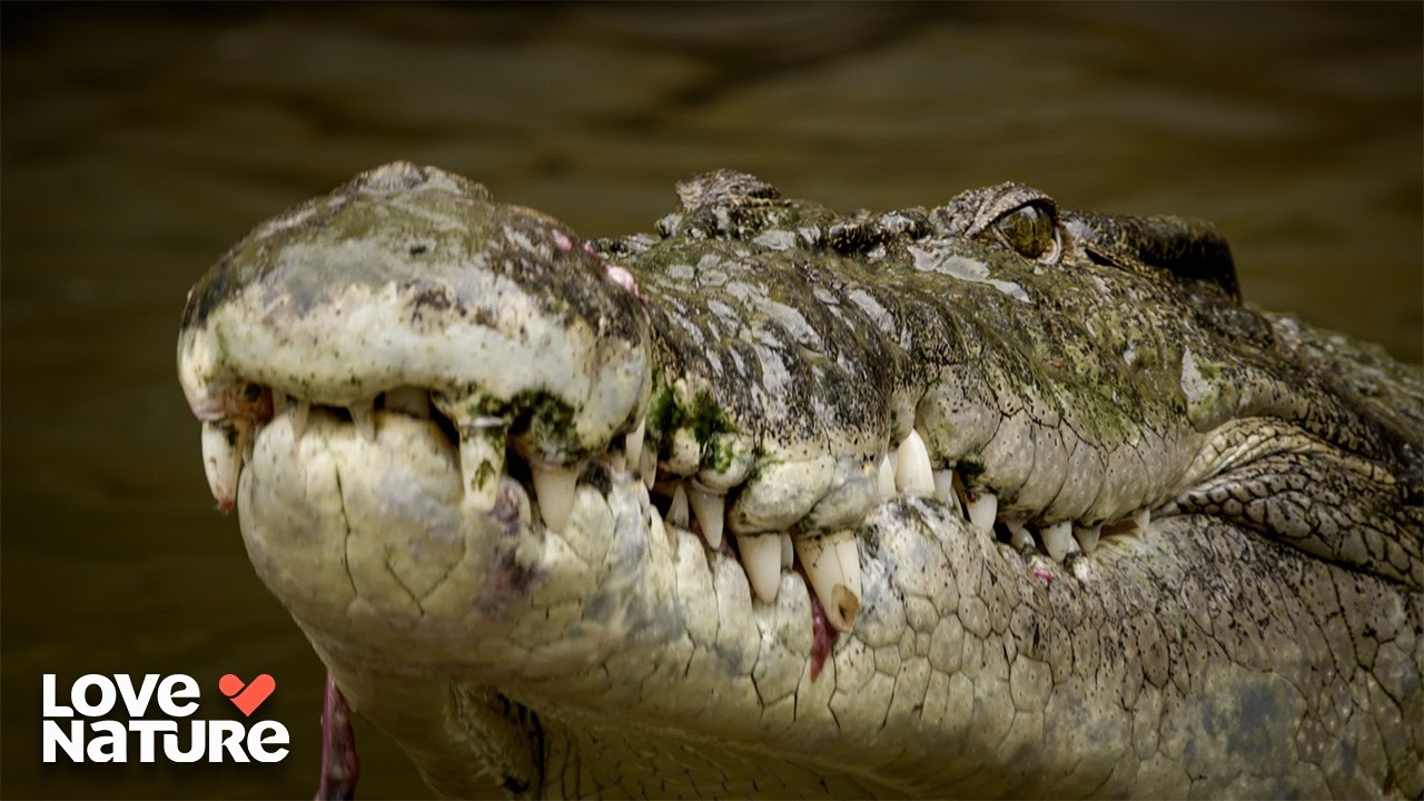 Be Warned: Australian Rivers | Deadly Australians 102