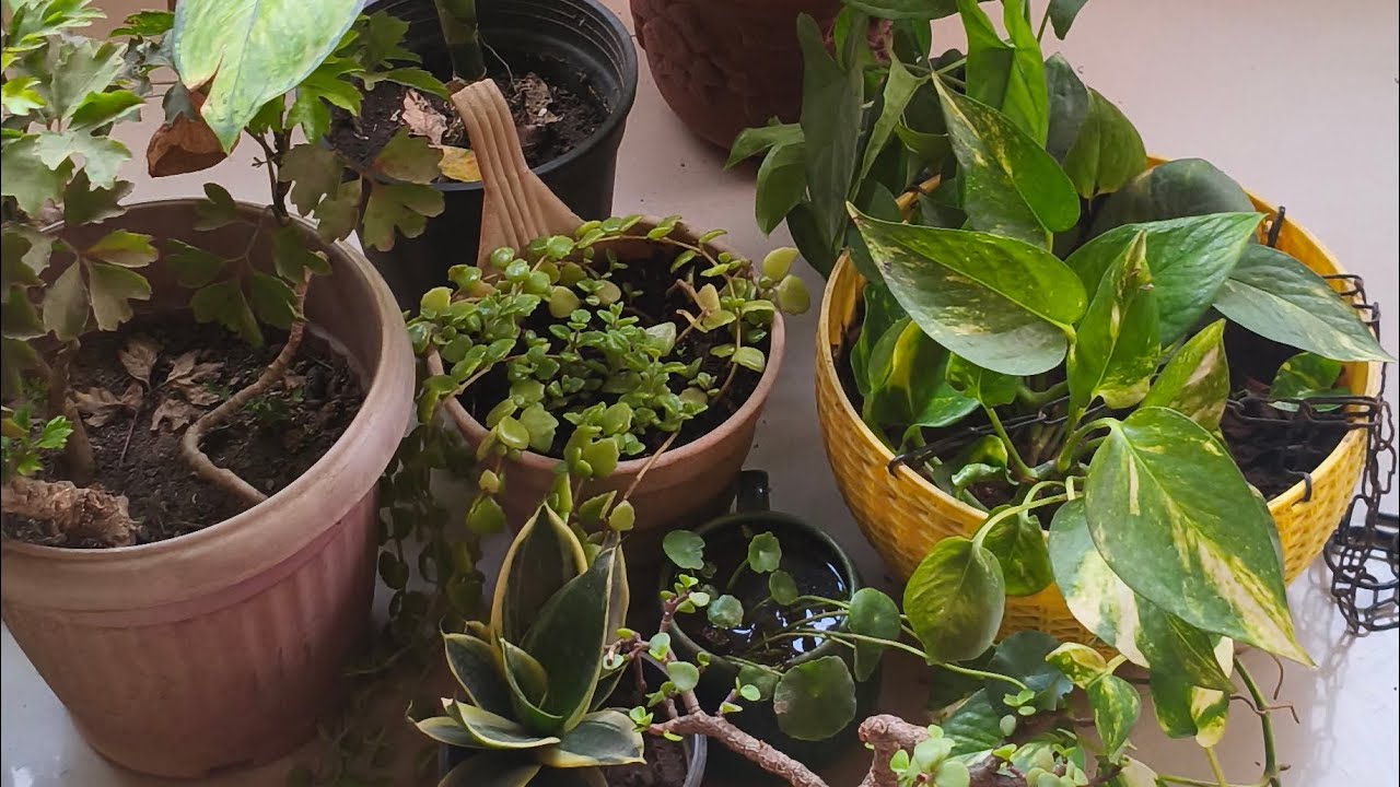 February month me grow hone vale plants 🌵 (MD s' garden 🏡)