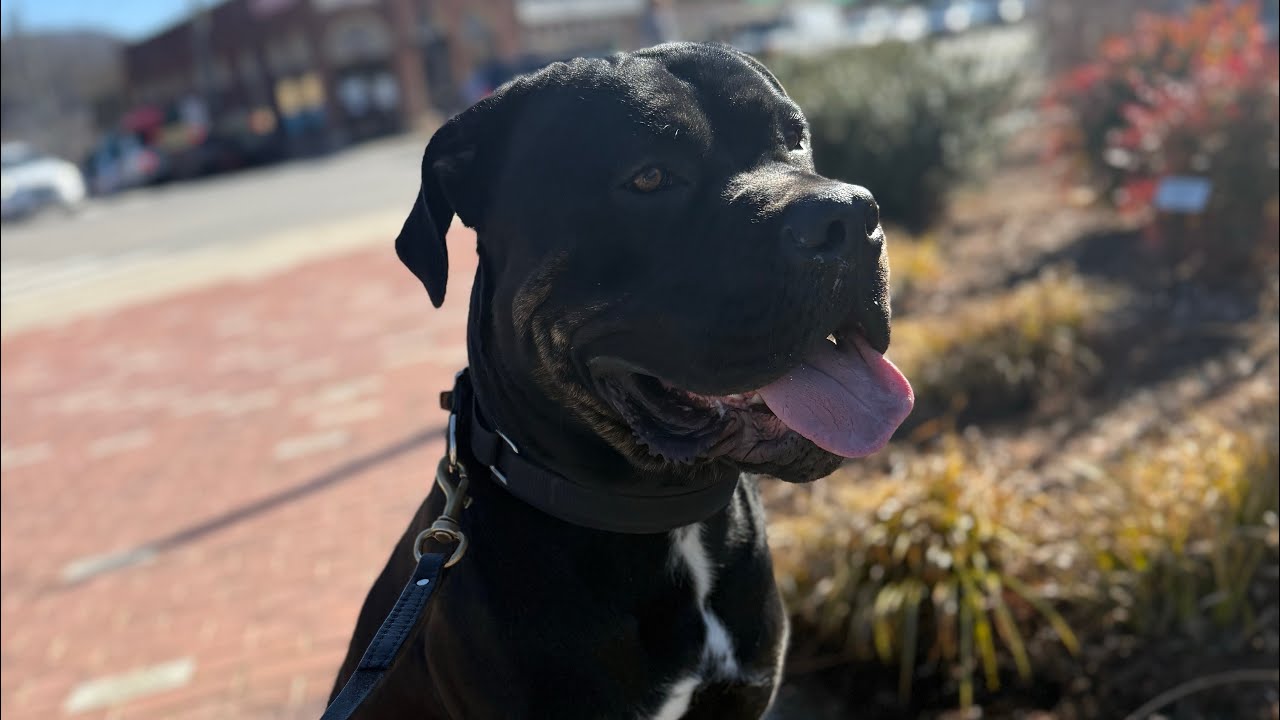 Molasses - Cane Corso Training 
