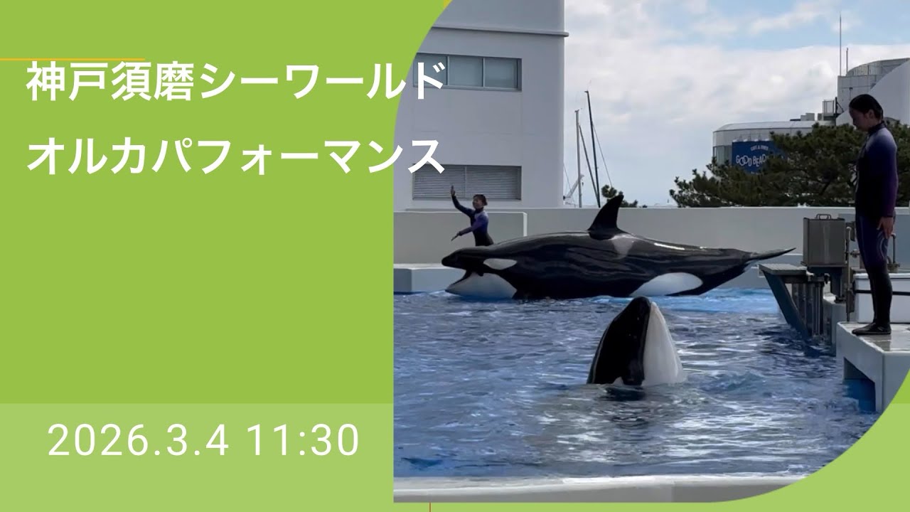 神戸須磨シーワールド　オルカパフォーマンス　2026.3.4 11:30