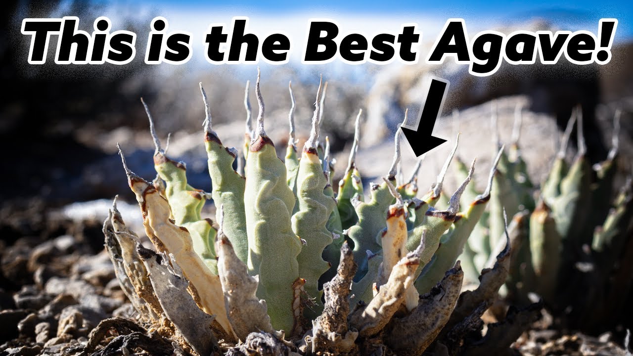 7 Reasons Agave Utahensis is the Best Agave Species!