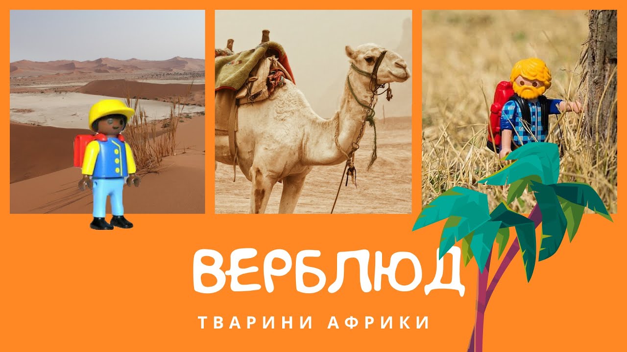Верблюд. Тварини Африки | КоМарко