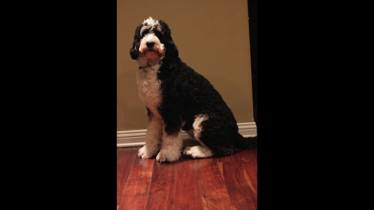 Bernedoodle growth and time-lapse video!