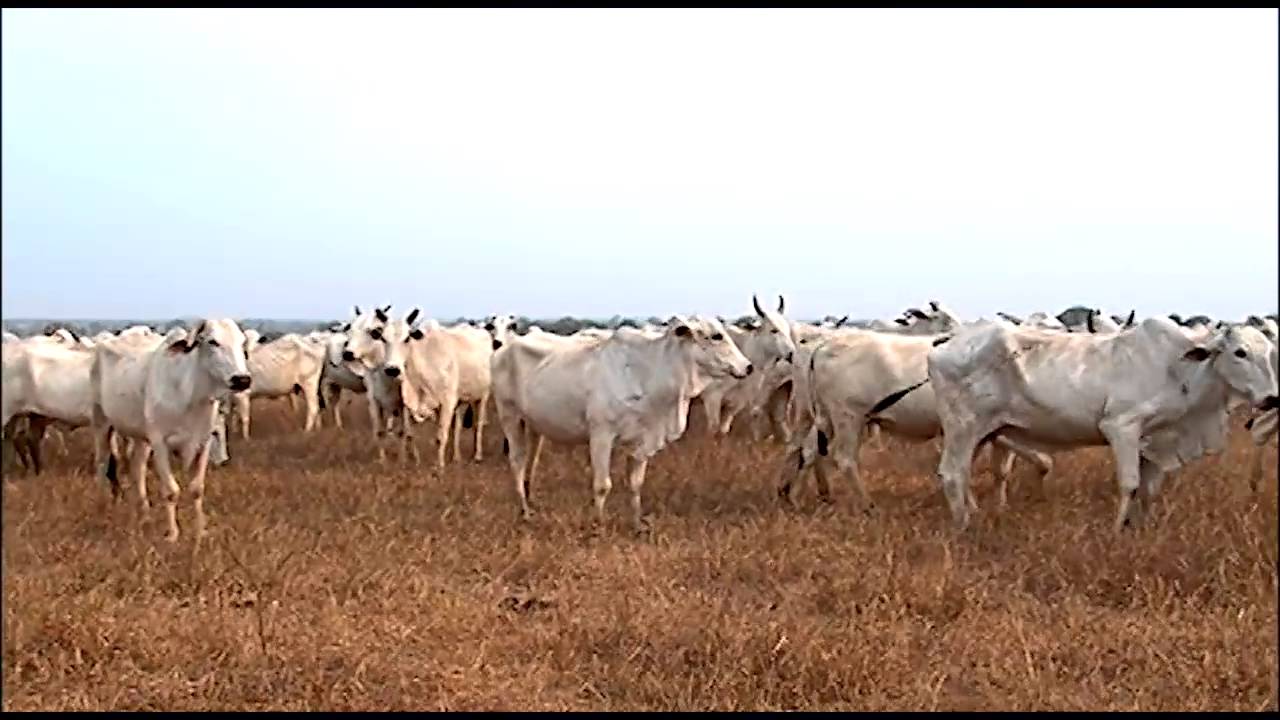 Produtor Rural vence a seca com o uso de uma leguminosa - Estilosantes Campo Grande