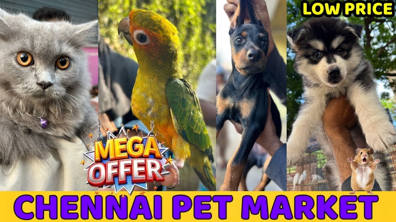 Chennai Broadway Exotic Pet Market 2025| Buy & Sell any Pets Here 🐾| Mannady 🐔Kozhi Market 🐥#pets