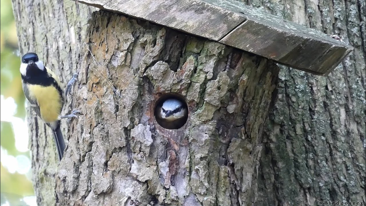 Kowalik vs Bogatka - obrona ptasiej budki / Eurasian nuthatch vs Great tit - defending the birdhouse