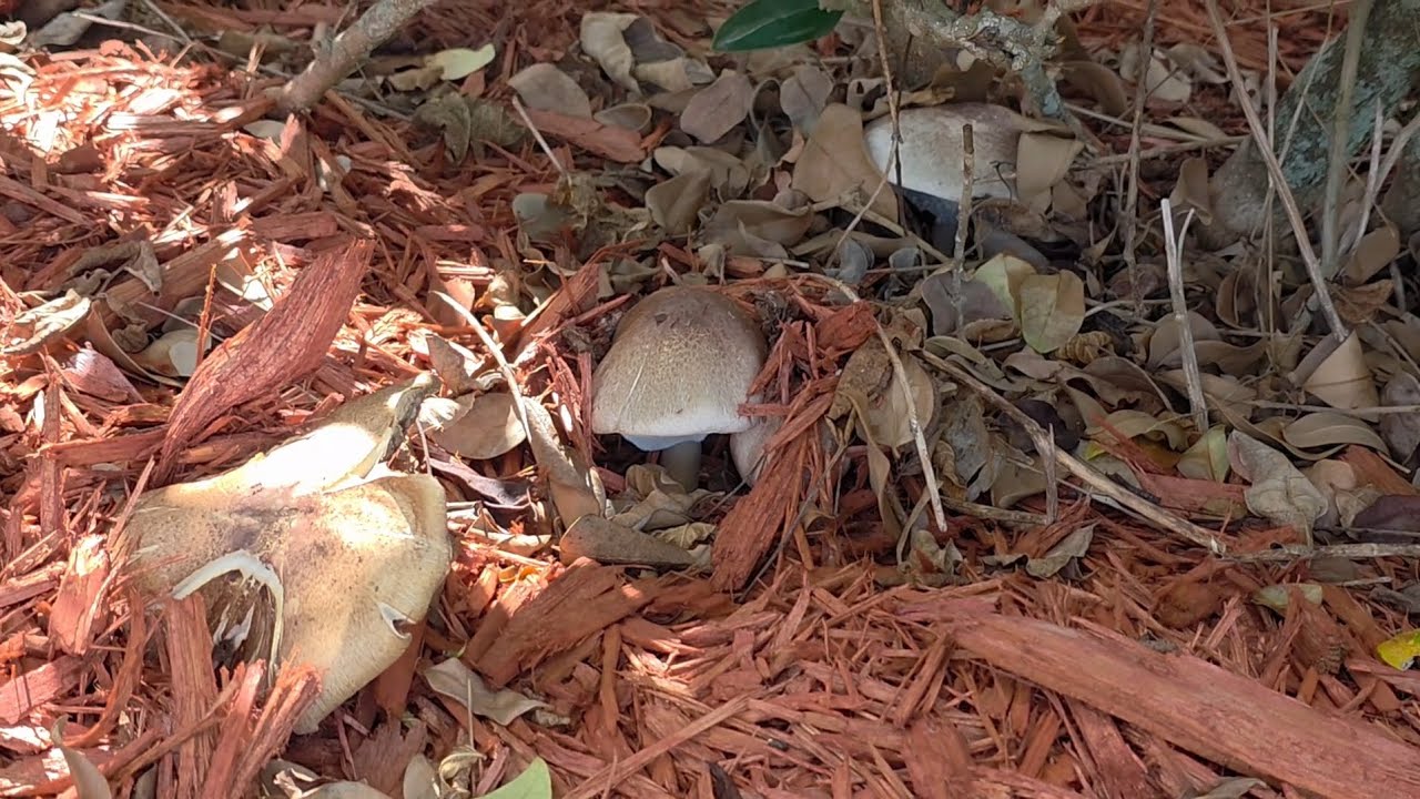 Mushrooms under a bush