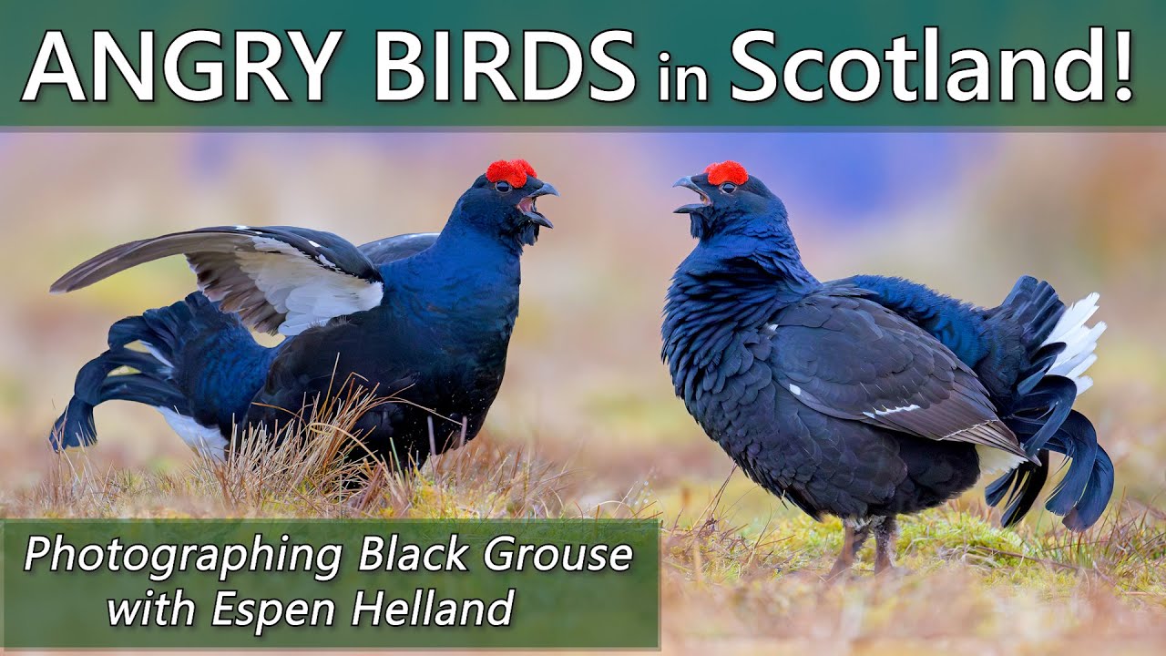 Angry Birds in Scotland - Photographing a Black Grouse Lek with Espen Helland