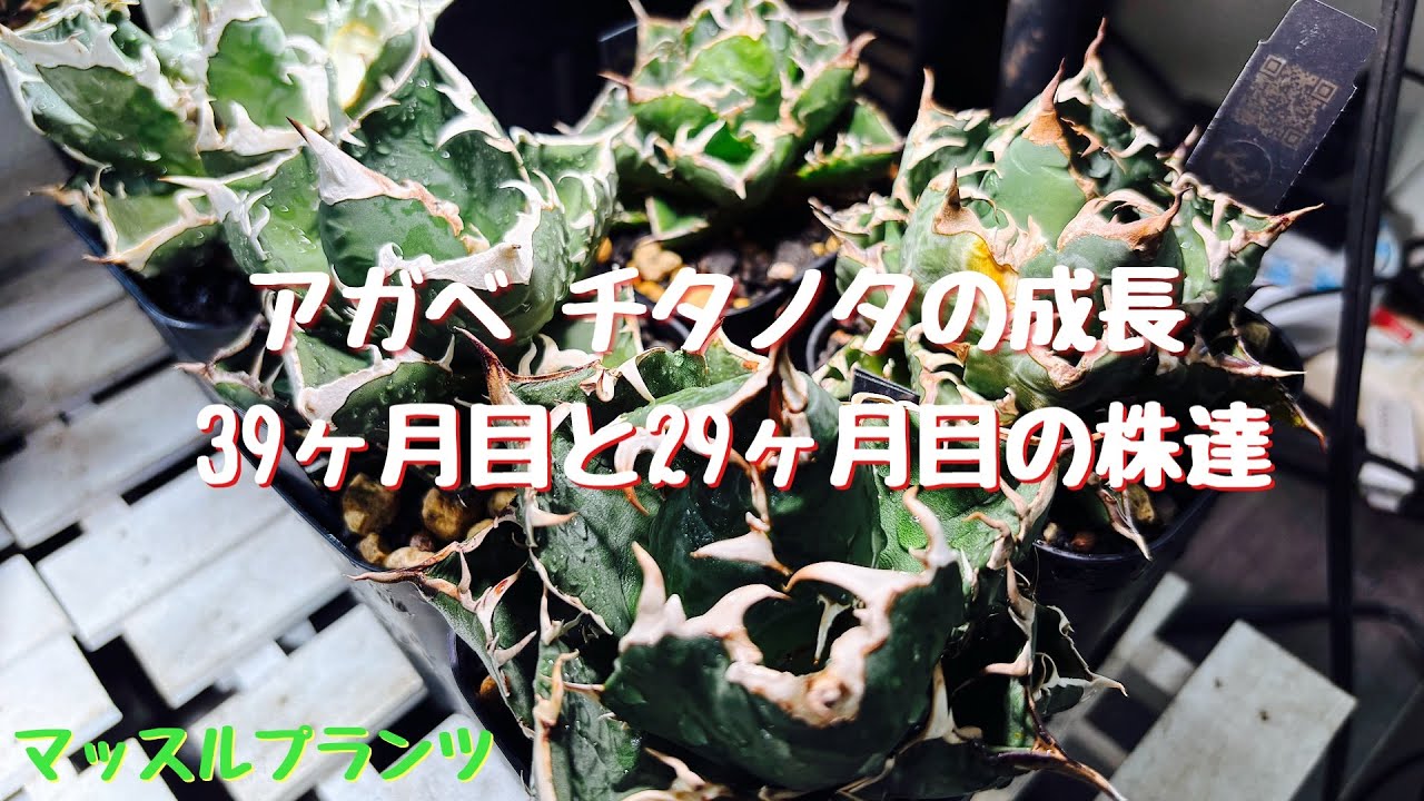 #157 アガベ チタノタ達の成長記録をお送りします