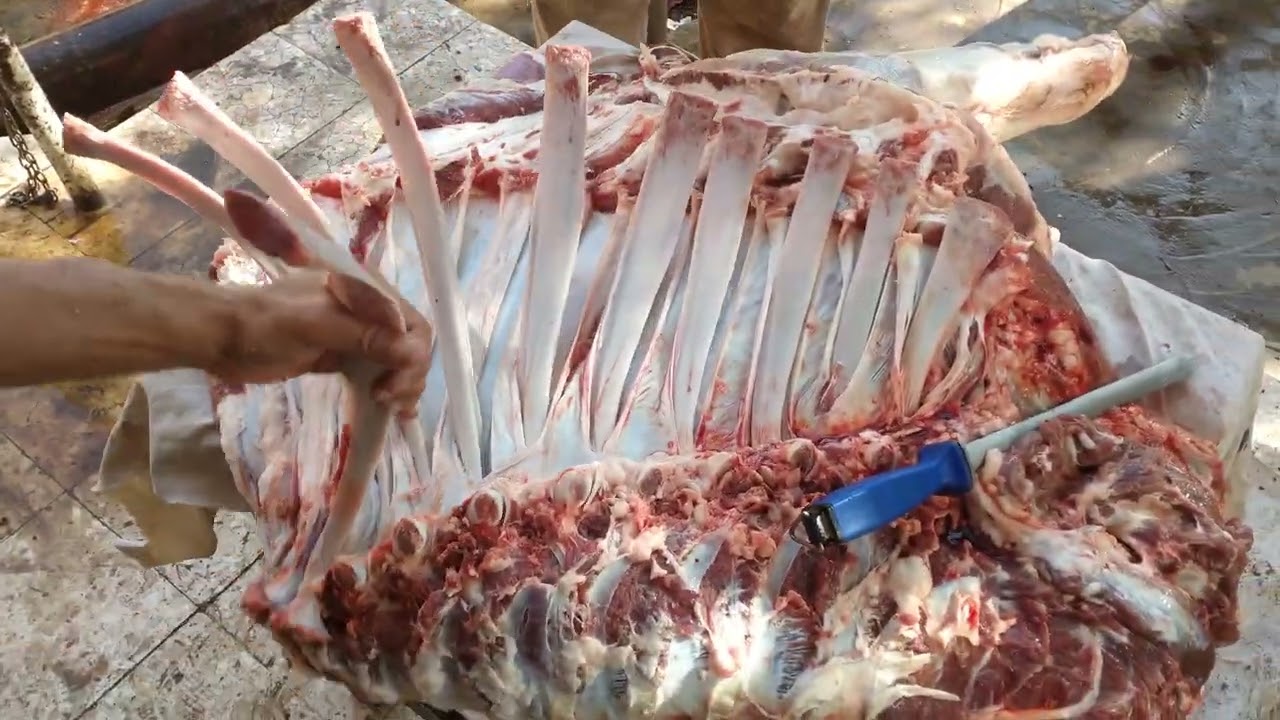 المقدم كيف تتعلم الجزاره تشفية لوحه على بياض مهنة المعلمين في المدبح ذبح العجول مع محمود الجزار