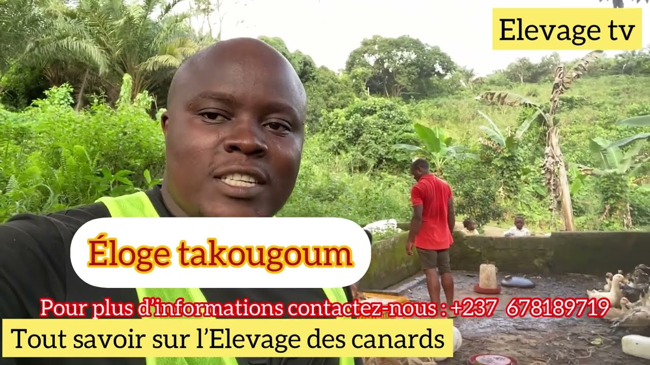 tout savoir sur l'élevage des canards