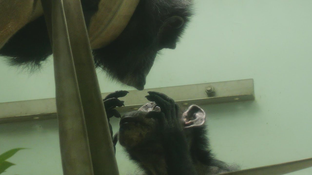 人工保育のクッキーが信頼するノゾミさん　熊本市動植物園　チンパンジー　202601