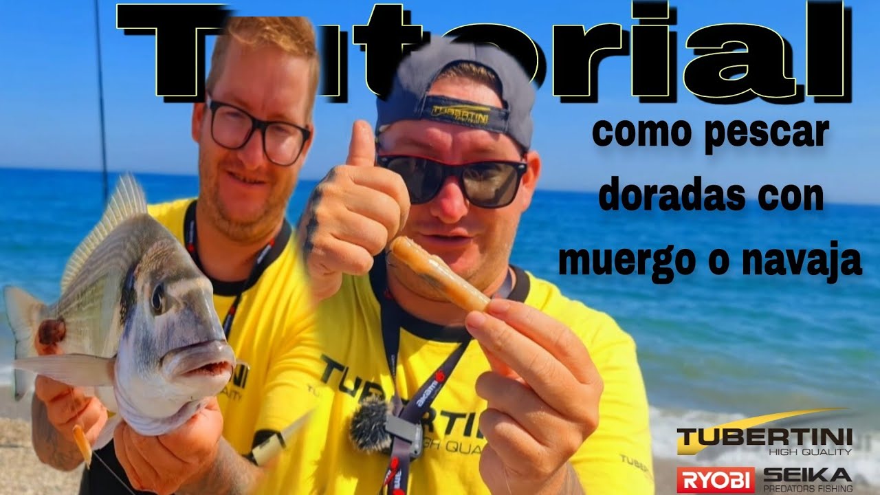 🟡 Tutorial como pescar doradas a Surfcasting con muergo o navaja eficaz 100×100 ⚫️