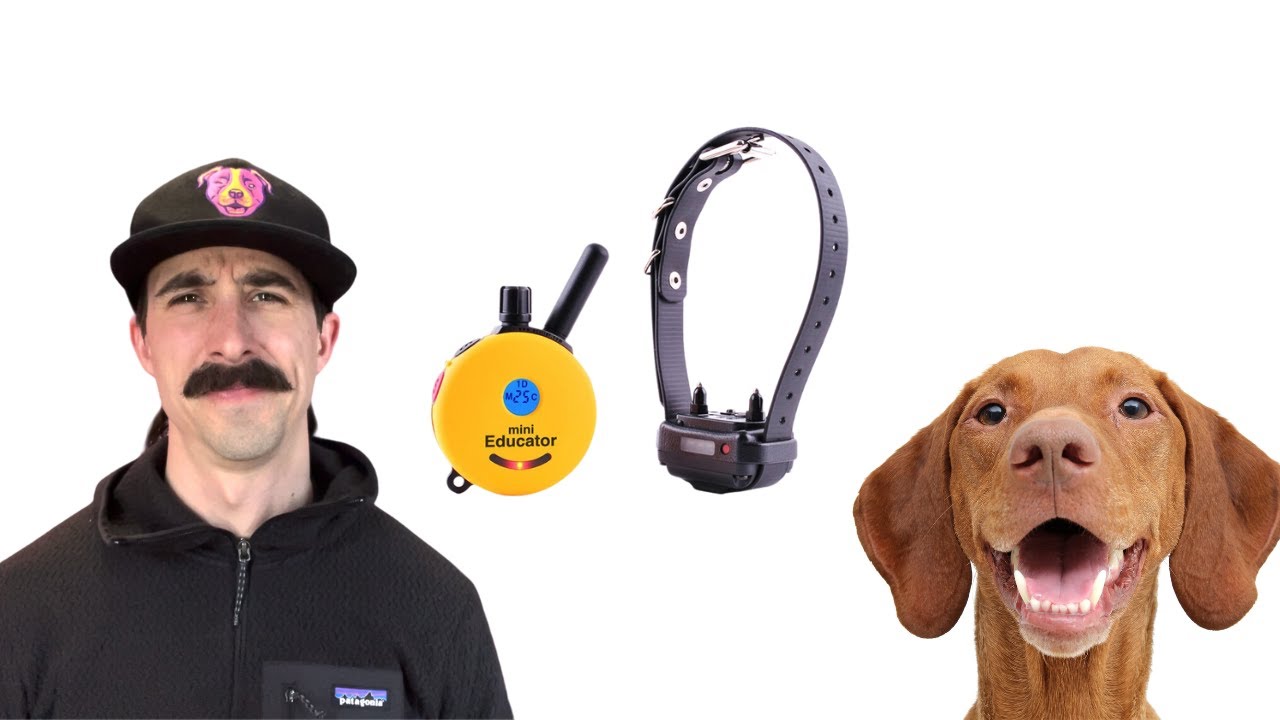 Ecollar Lesson: Leash walking with a young Viszla