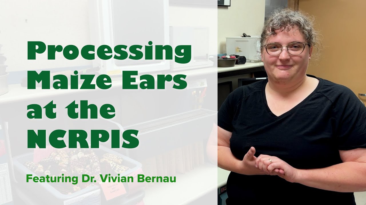 Processing Maize Ears at the NCRPIS