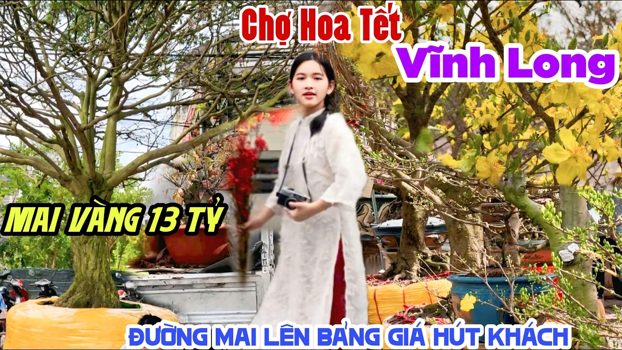 CHỢ HOA TẾT VĨNH LONG 2026 MAI VÀNG 13 TỶ XUẤT HIỆN - LÊN BẢNG GIÁ ĐƯỜNG MAI VÀNG RẦM RẦM KPVL
