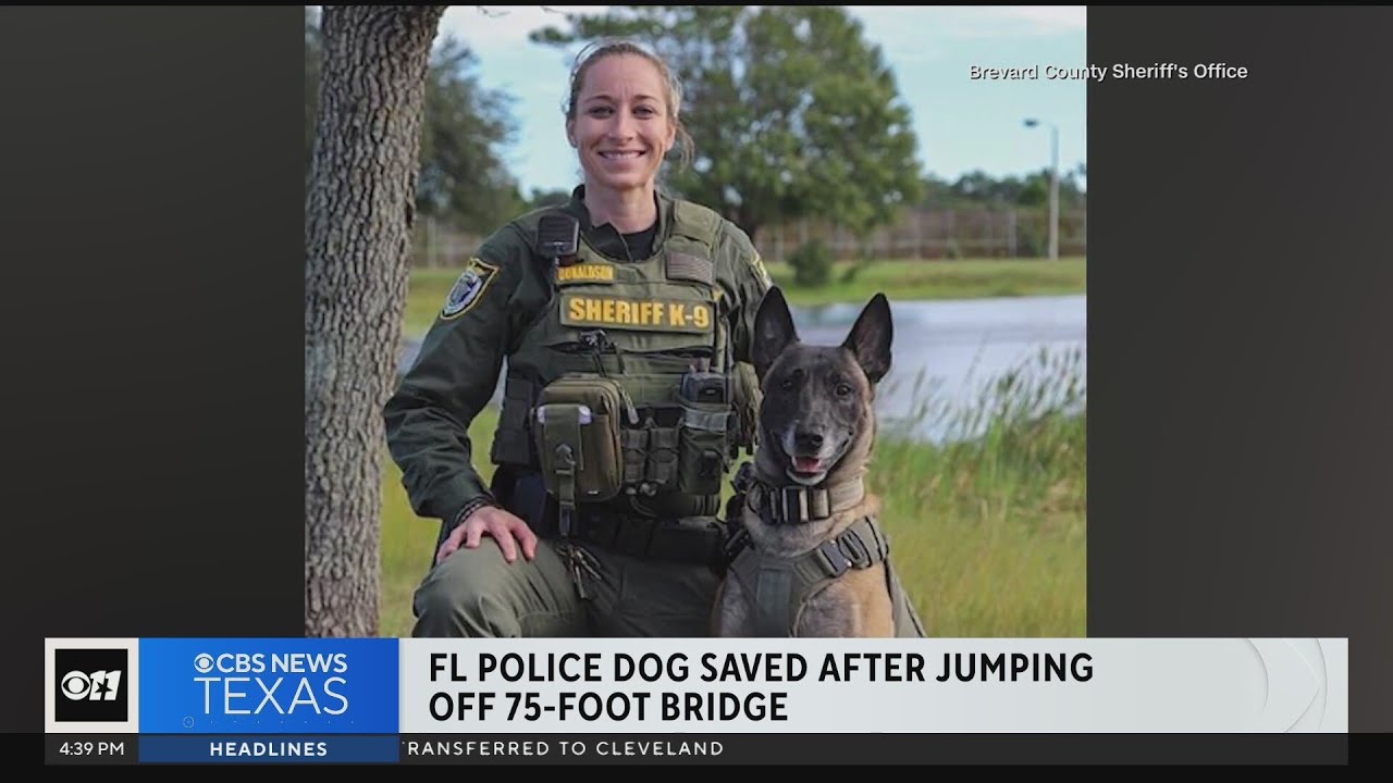 Florida police dog saved after jumping off 75-foot bridge