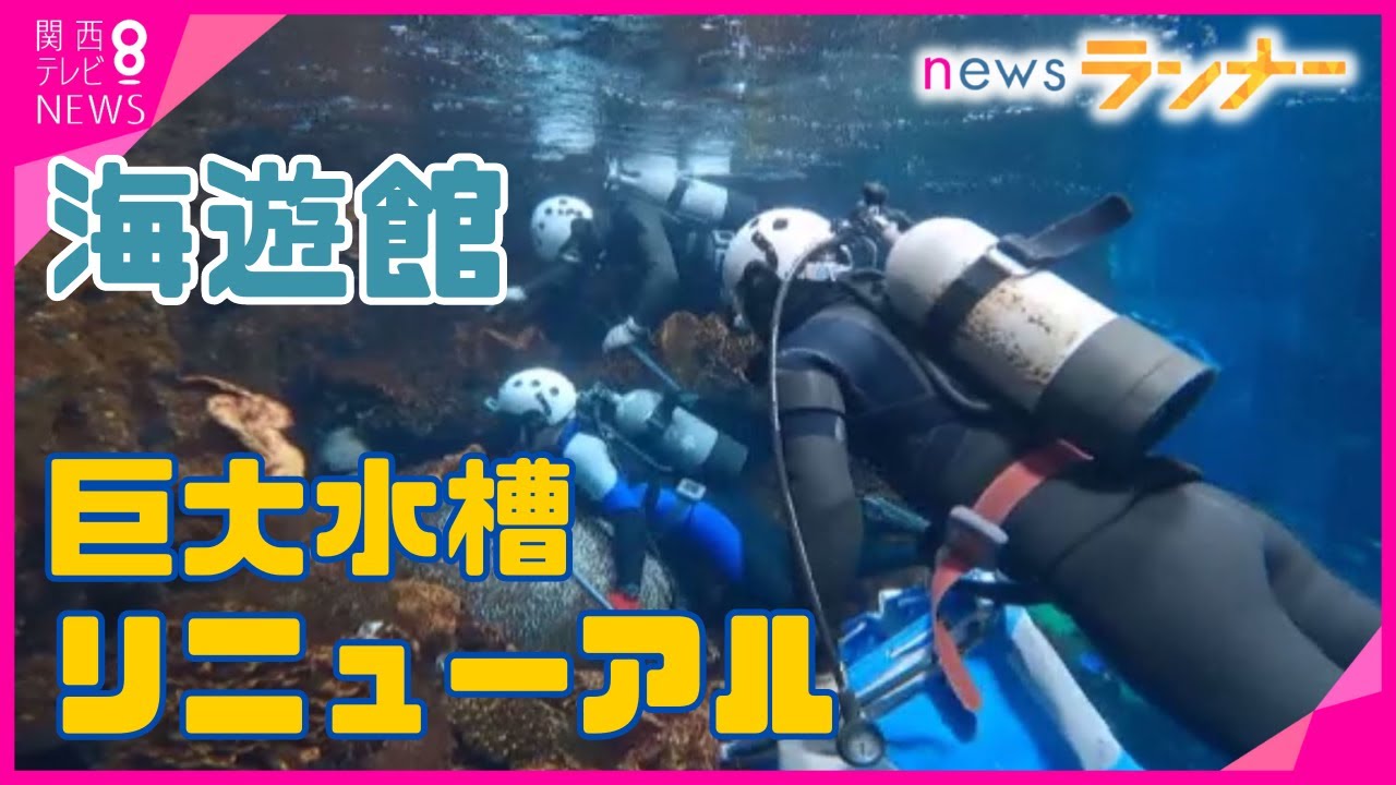 【密着】大阪・海遊館「水槽の水…全部抜く」　開館から33年…水槽リニューアルで72種800匹の魚を無事に捕まえろ！　サンゴ隙間に隠れるウツボに大苦戦【関西テレビ・newsランナー】