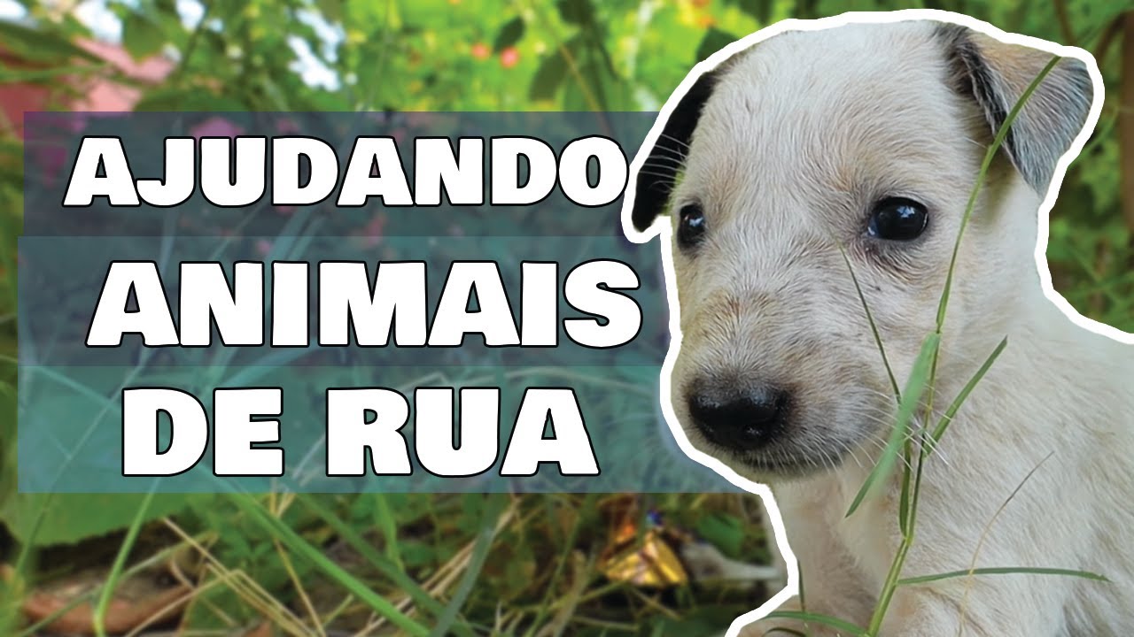COMO AJUDAR ANIMAIS ABANDONADOS