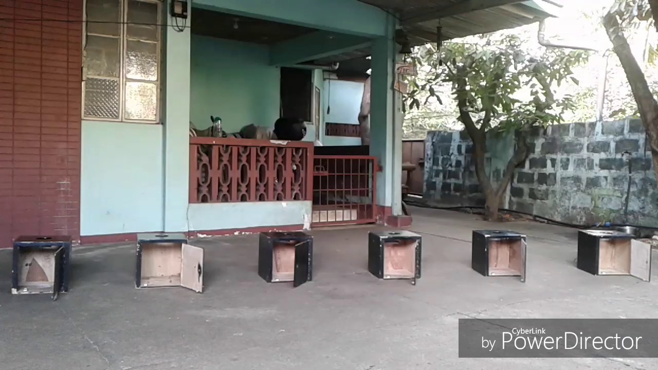 Explosive Detection Dog