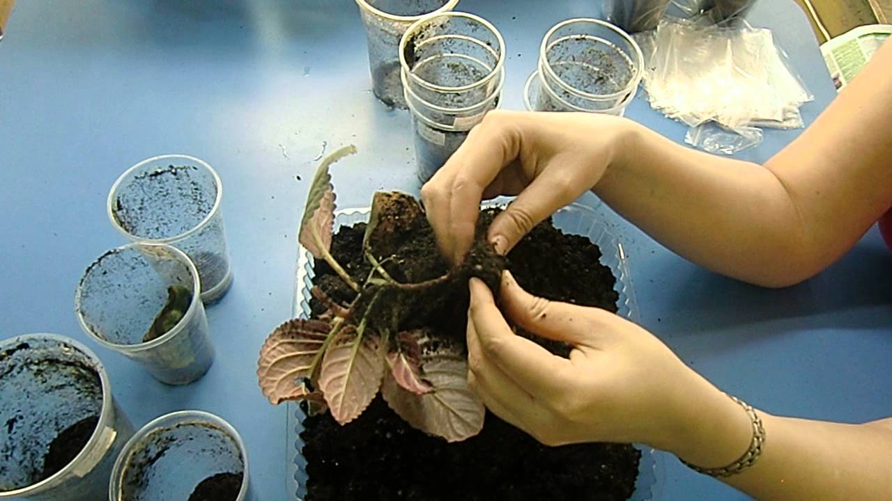 🌼Выкапывание клубней глоксиний на продажу 🌼🌱How to grow gloxinia part №24