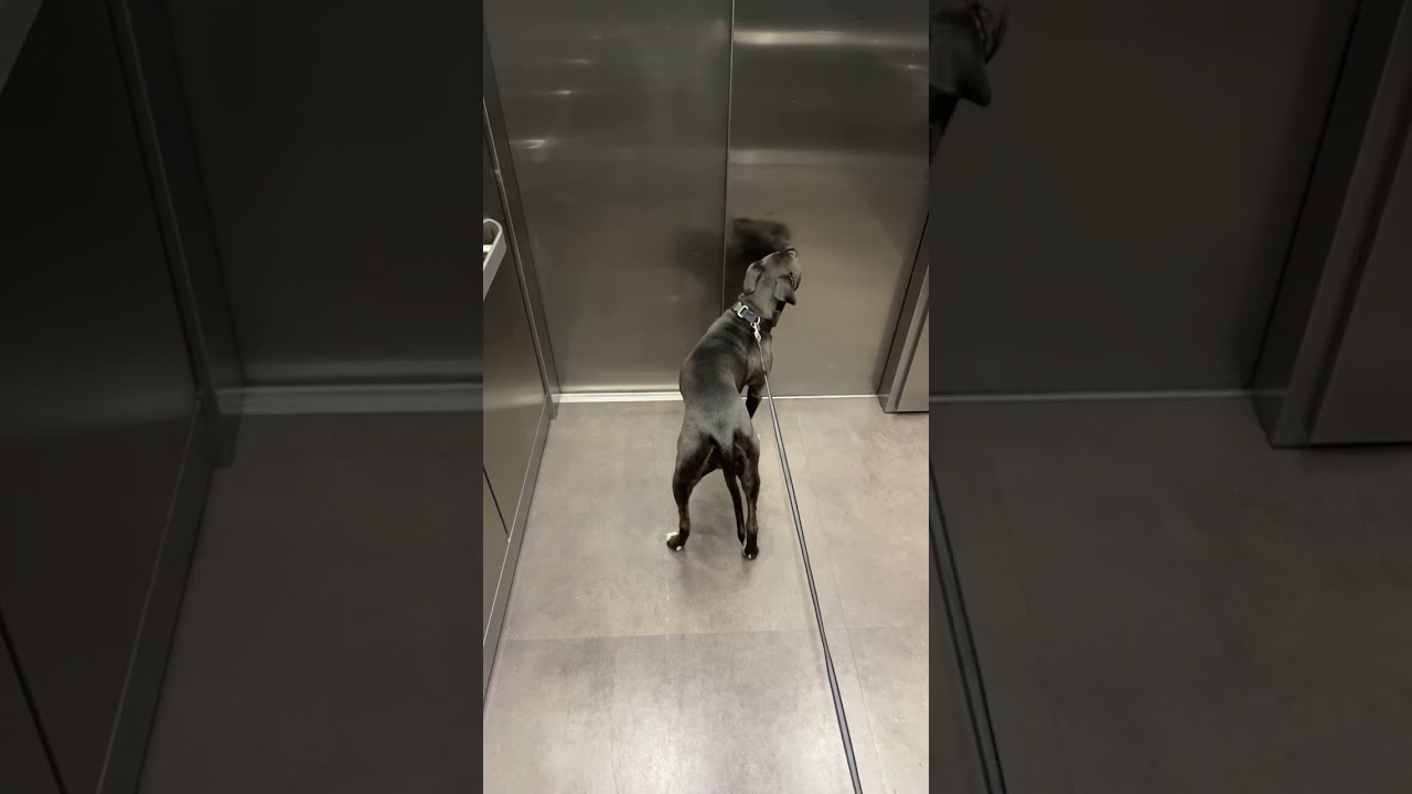 Penthouse dog