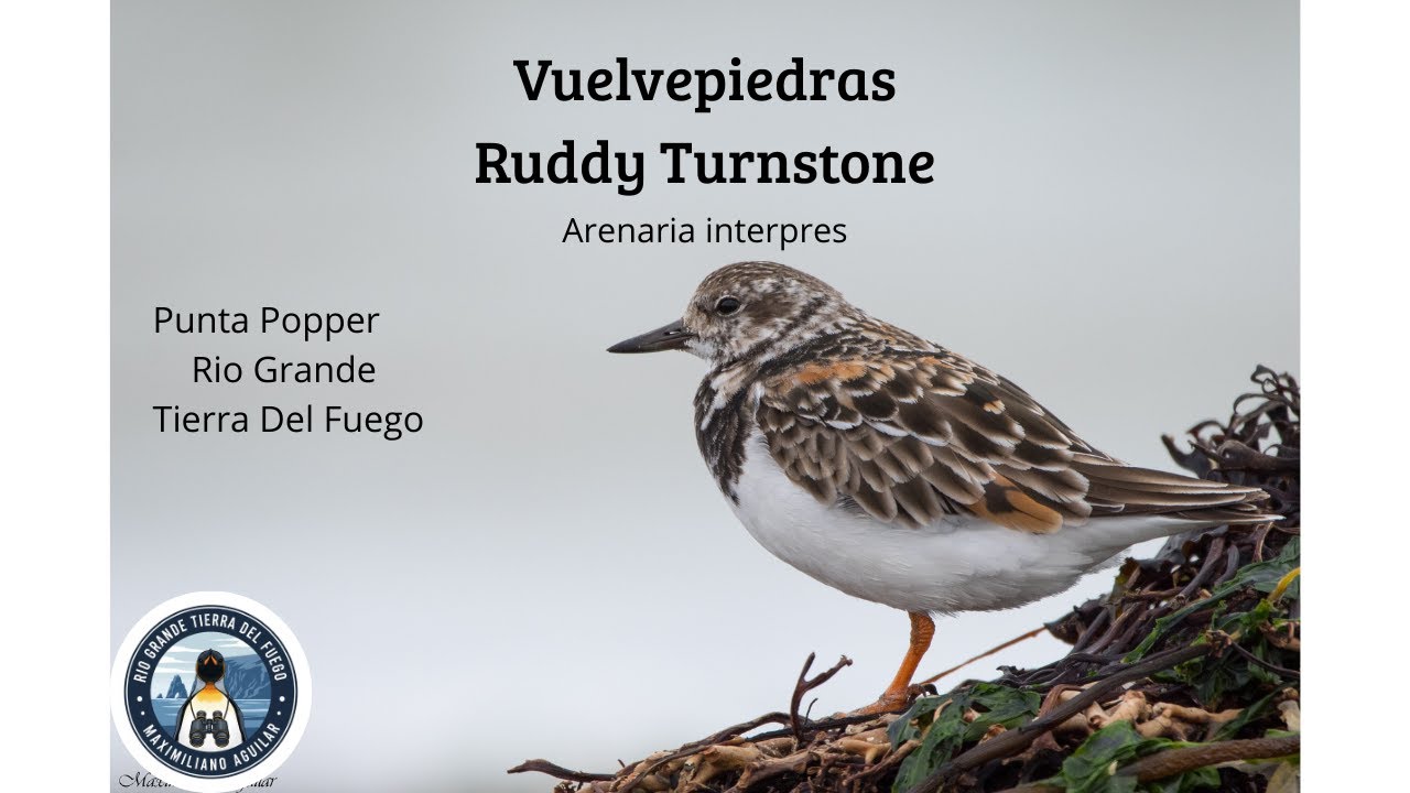 Vuelvepiedras, Ruddy Turnstone. Aves de Tierra del Fuego.
