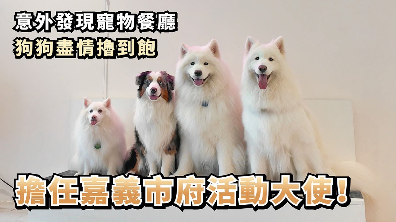 『擔任嘉義市府活動大使！』意外發現寵物餐廳，狗狗盡情擼到飽(薩摩耶多比Dobby is free)