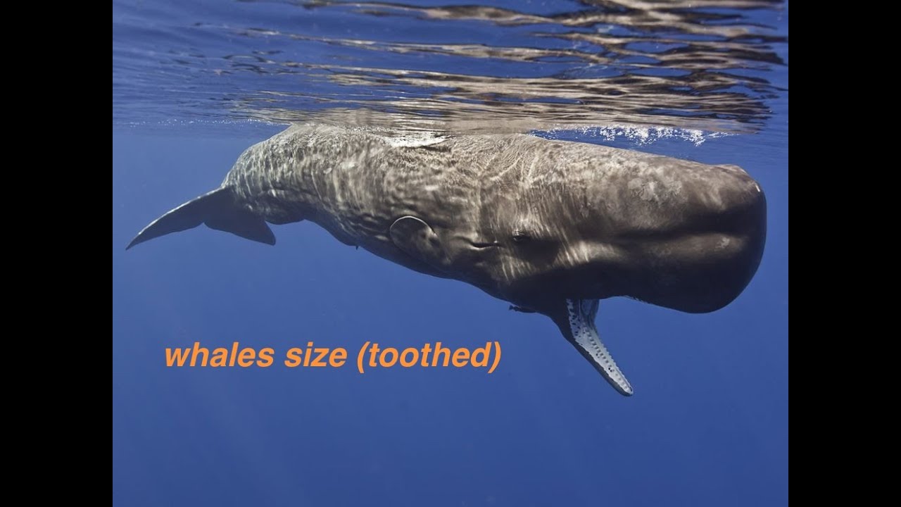 Toothed whale size comparaison