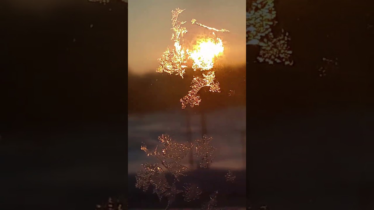 #videolenalait#shipilena#art#artist#чипилена#видеоленалайт#творчестволеналайт#сердце#cat#catvideos#