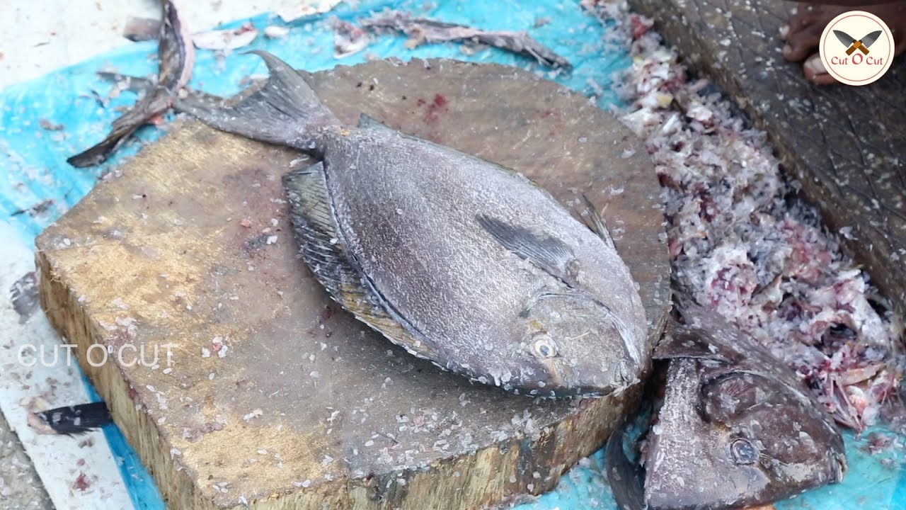 Sori Paarai Fish Cutting | Sori Parai | Fish Cutting Video | Interesting Video