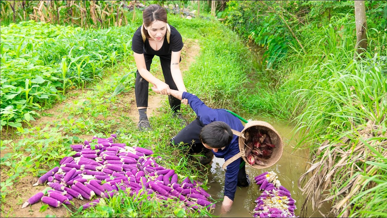Harvesting Purple Corn with Disabled Younger Brother Goes to the market sell - Unintended incidents