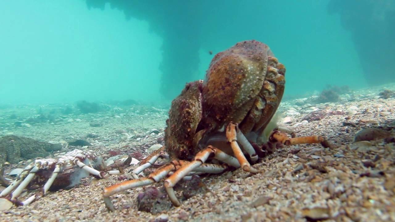 Spider Crab Molting Before Being Eaten by Stingray (muted)