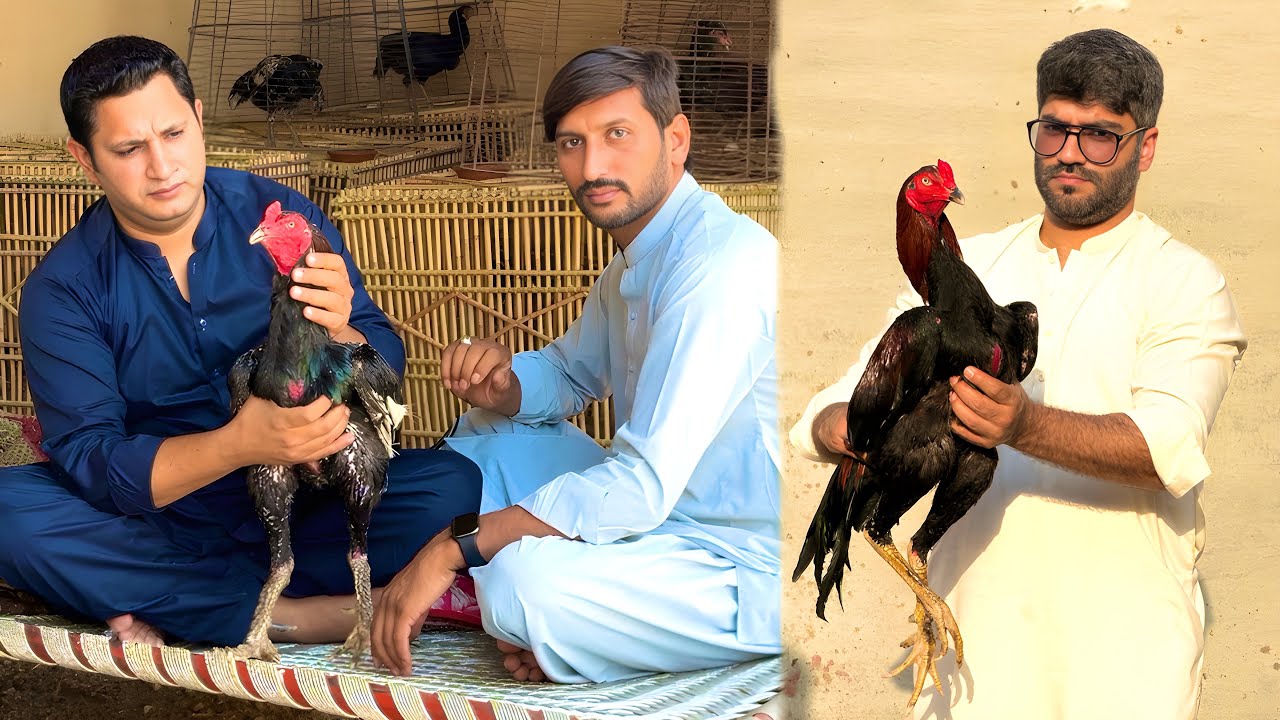 Pakistan aseel chickens farming | Nadeem shah aseel farm