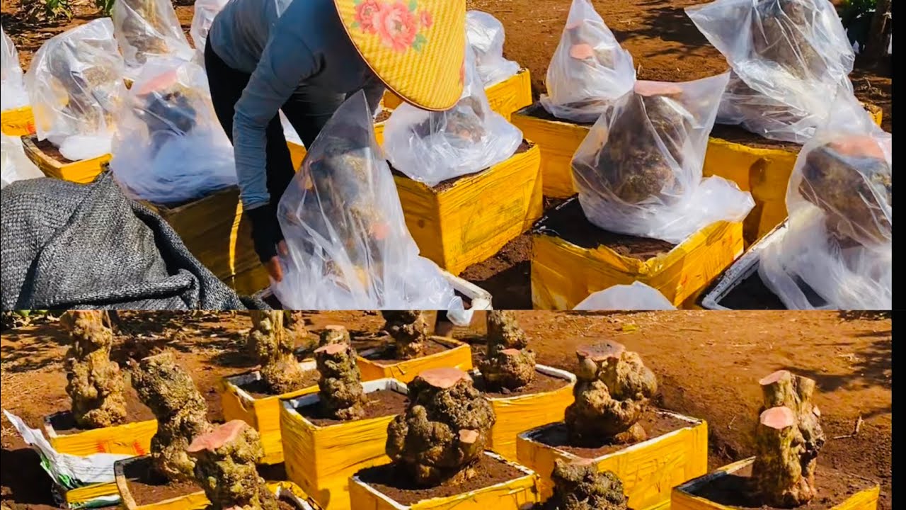 P2tập400/Giâm ủ phôi cà phê làm bonsai 