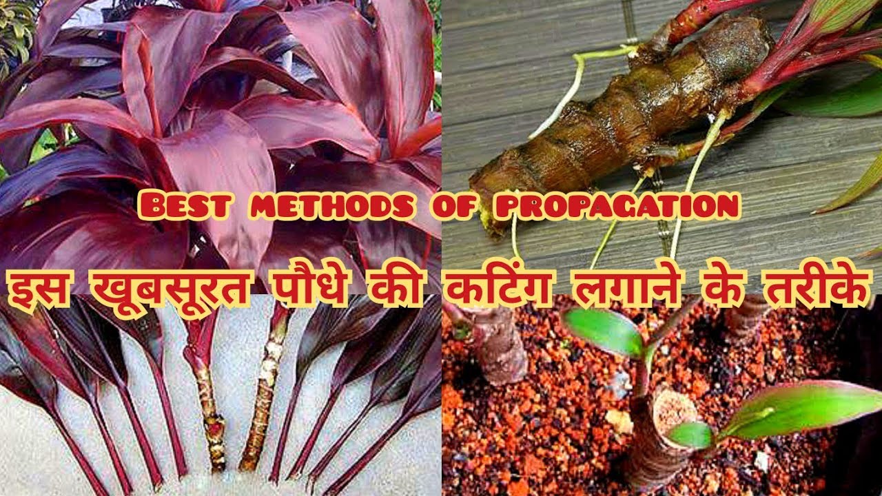 इस खूबसूरत पौधे को कटिंग से लगाने के तरीके/ cordyline plant propagation / propagation of cordylines